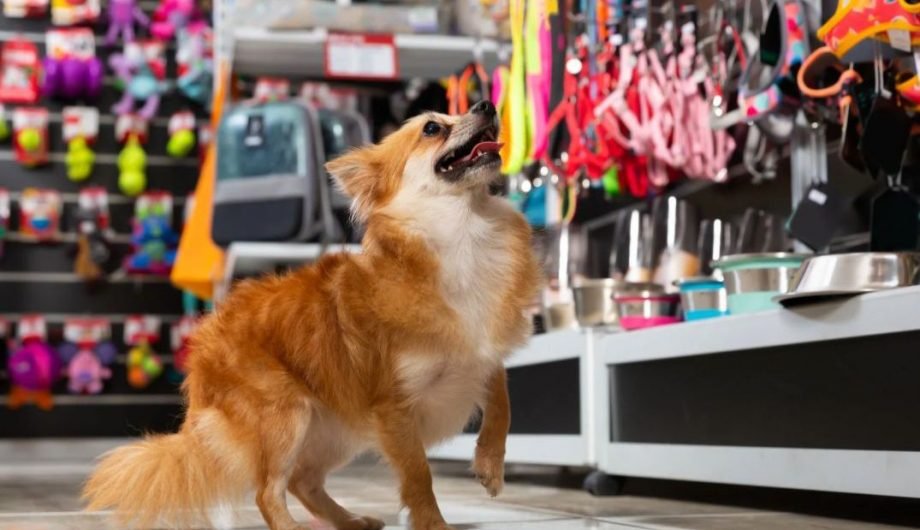 petxpo-920x530